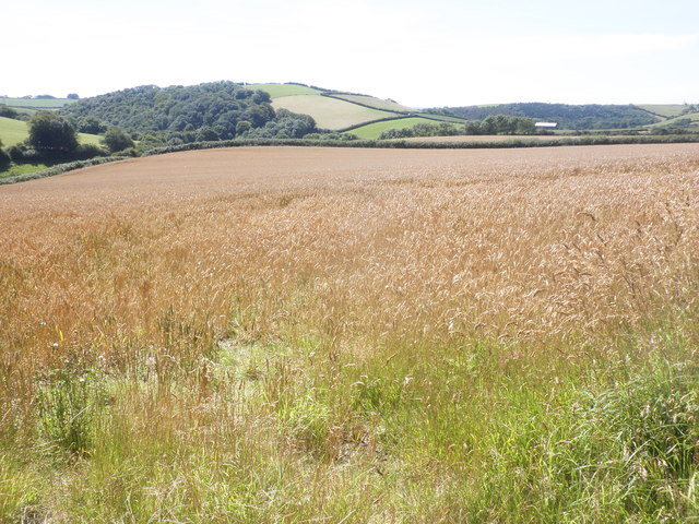 Fields above Sloley Barton