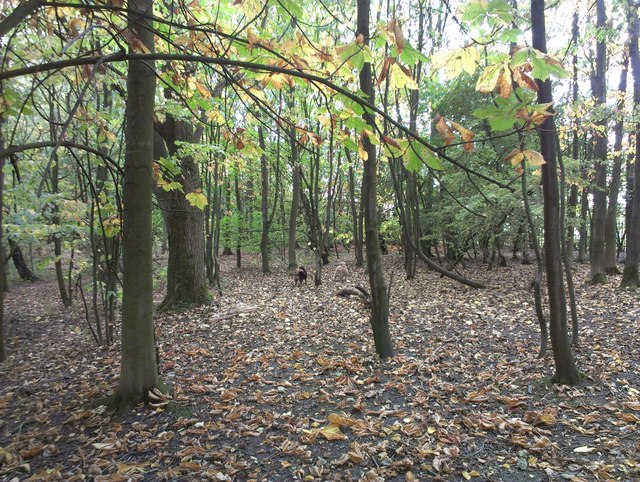 Woodland at Three Sisters Recreation Area