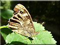 SD5001 : Speckled Wood butterfly in woodland at King's Moss by Gary Rogers
