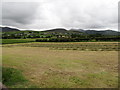 Hay making in the Townland of Carcullion 