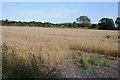 SO8742 : Wheat field beside Dunstall Bridge by Philip Halling