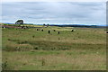 Farmland with Belties