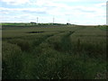 Crop field near Cocklaw Wallis