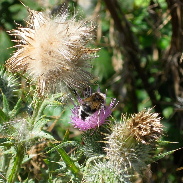 Common Carder Bee (Bombus pascorum) © Simon Carey :: Geograph Britain ...