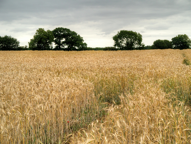 Cornfield Near Swaffham © David Dixon :: Geograph Britain And Ireland