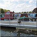 Narrowboat guard dog