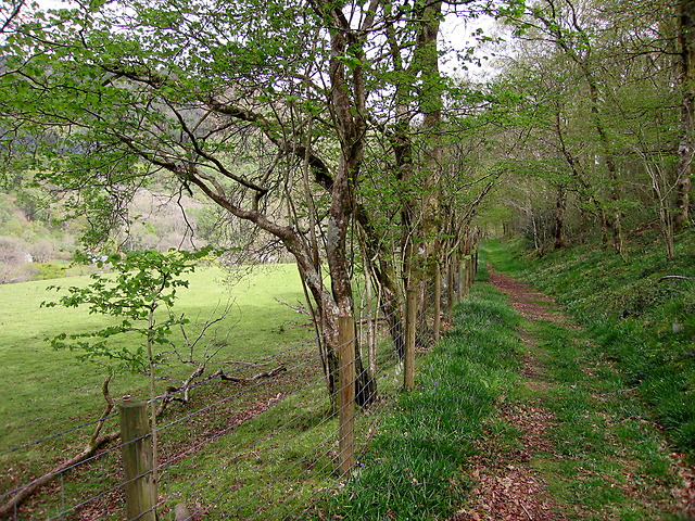 Path through woods, Cwm Rheidol