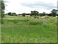 Pond at High House Farm