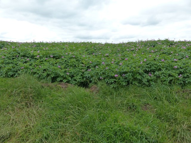 Footpath through potato field