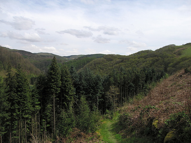 Forest in the Rheidol gorge