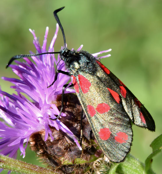 Burnet moth, Comber Greenway, Dundonald (August 2015)