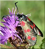 J4173 : Burnet moth, Comber Greenway, Dundonald (August 2015) by Albert Bridge