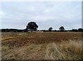 Harvested field near liberty Hall