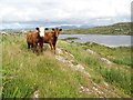 L5744 : Connemara calves by Jonathan Wilkins