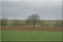 ST6533 : Tree in a field by N Chadwick