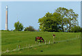 Horses north of Upper Boddington