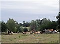 Cattle sitting among dead trees