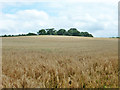 Field of barley