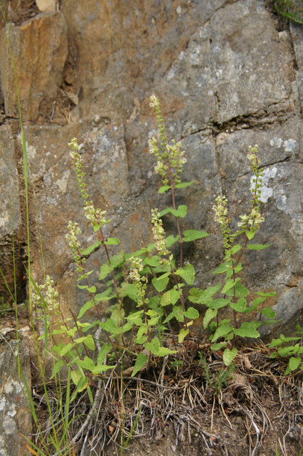 Wood Sage (Teucrium scorodonia), Glen Strathfarrar