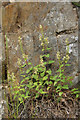 NH2738 : Wood Sage (Teucrium scorodonia), Glen Strathfarrar by Mike Pennington