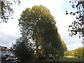 Row of trees on Palewell Common