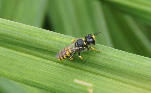 An Ectemnius wasp. Princes Street Gardens, Edinburgh