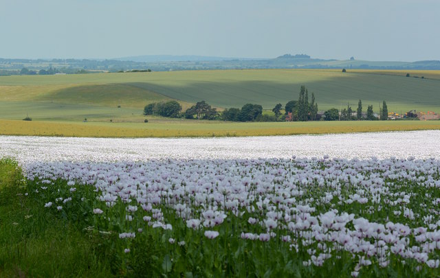 Poppy field at Woodcote, Oxfordshire