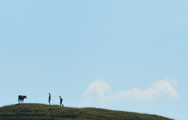 A bullock, two hikers and a cloud