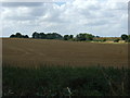 Crop field off Bedford Road