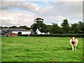 Cows Grazing at Clock House Farm