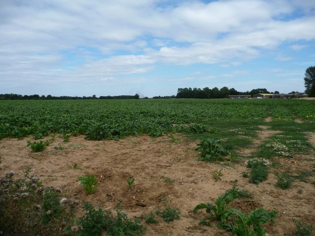 Sugar beet field, Rougham