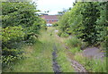 Bridleway from Manmoel Road