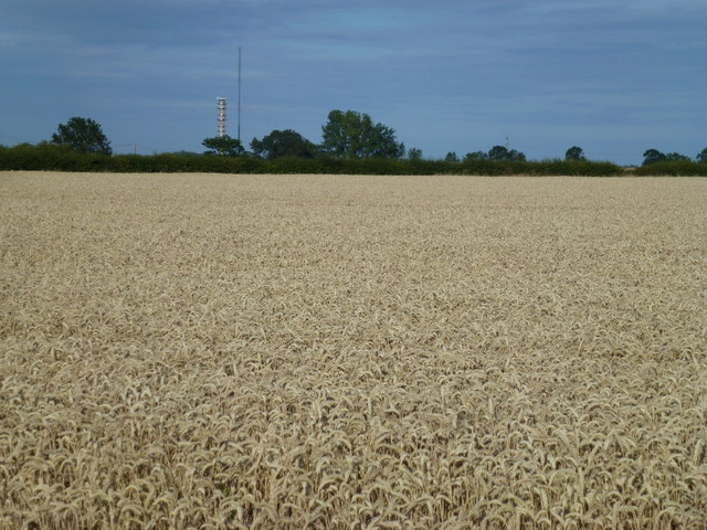 Wheat field ready to harvest near Warmington