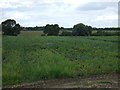 Crop field north of Henlow