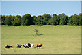 Cattle with bull in field