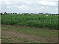 Potato crop near Brook End