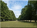 TL0993 : Avenue of trees near Elton Hall by Richard Humphrey