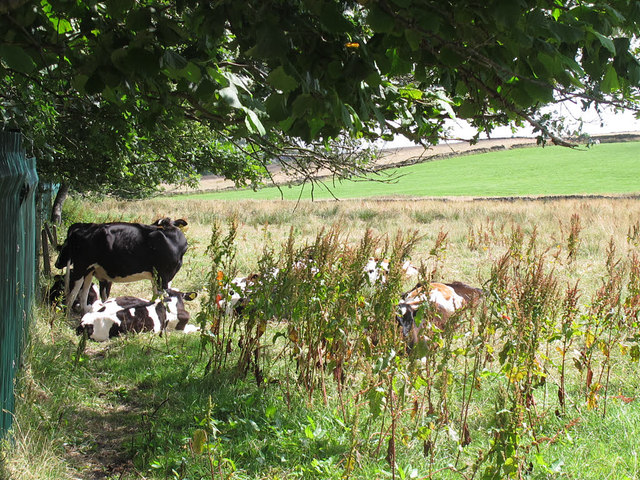 Cows with calves in the shade © Stephen Craven :: Geograph Britain and ...