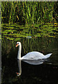 Swan on Beverley Beck