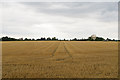 Harvested wheat field, near Dillacks Farm, Assington