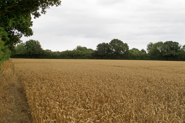 Wheat field near Harrow Street, Leavenheath