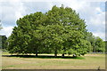TQ5344 : Oak trees, Penshurst Park by N Chadwick