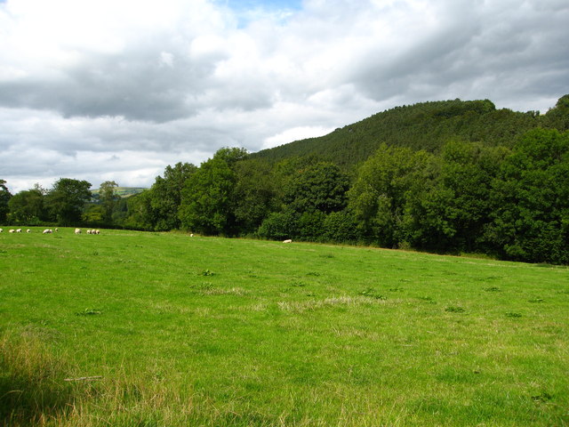 Grazing field and woodland strip near Derwen-fawr
