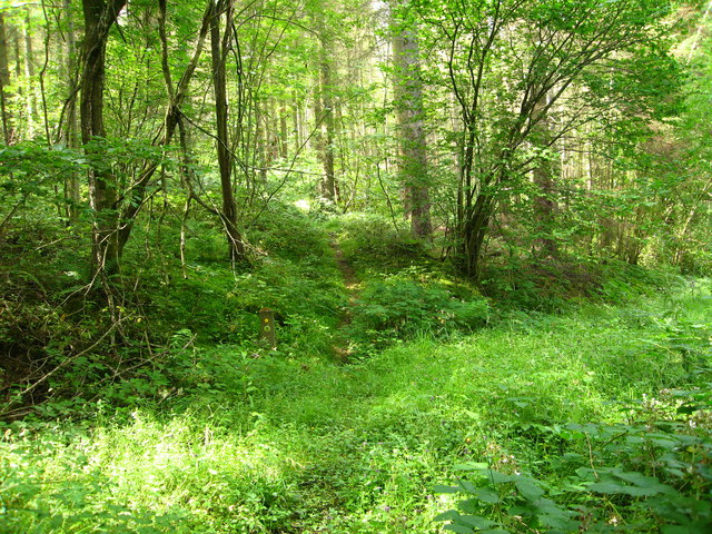 Footpath through Coed Tre'r-parc Wood