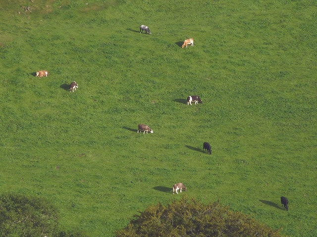 Cattle grazing at Low Fell End