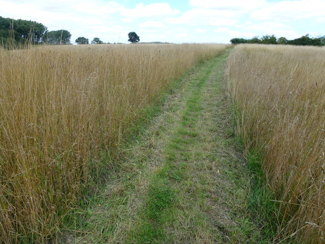 Footpath through the long grass near Southorpe Bottom