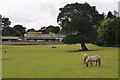 Teignbridge : Miniature Pony Centre