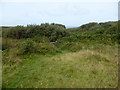 The footpath enters the undergrowth