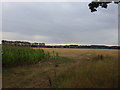 Farmland to North East of Moreton Hall, Bury St Edmunds