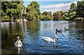 Swans on Lake, Broomfield Park, London N13